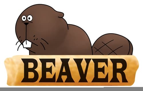 Beaver Korea