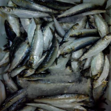 frozen whole round sardine