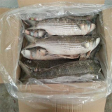frozen grey mullet fish(1000-1500g)