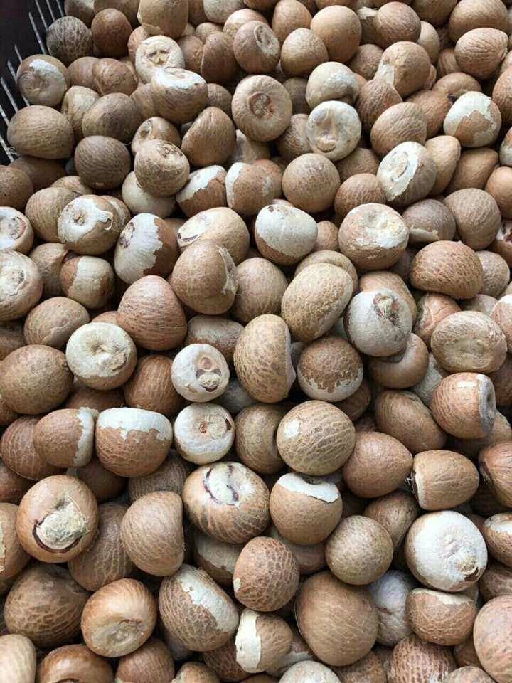 Highest Quality Betel Nut Vietnam Tradekorea