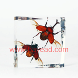 bayead,man made  insect amber Desktop decoration,office Desktop decoration,home decoration