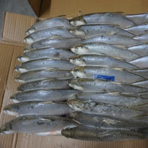 milkfish for tuna bait, milkfish for tuna bait Suppliers and Manufacturers  at