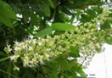 Horse Chestnut Extract--huir