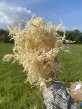 Wholesale golden raw sea moss unsalted_ Dried Eucheuma Cottonii cheap price from Vietnam