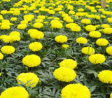 Marigold P.E.--huir