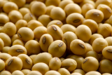 SoyBeans