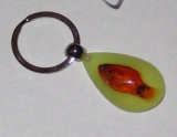 Lucite Keyring With Real Fish Inside, Real Fish Keychains,real fish key holder.