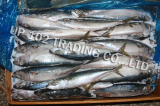 Frozen Mackerel (Scomber japonicus)