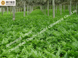 Sell Rhizoma Coptidis from Chongqing Shizhu 