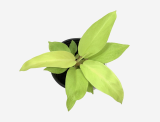 Philodendron Ceylon _ Houseplants or Indoorplants