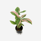 Syngonium Red Spot _ Houseplants or Indoorplants