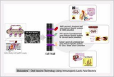 Oral Vaccine Using Acid Bacteria