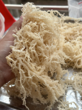 Wholesale wildcraft sea moss salted_ Dried Eucheuma Cottonii cheap price from Vietnam