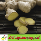 Best quality of ginger,spicy ginger, fresh chinese ginger