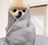 Pet Clothing Pet Apparel Raincoat