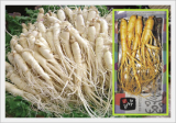 Korean Fresh Clean Ginseng