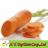 2011 fresh Chinese vegetable-fresh carrot