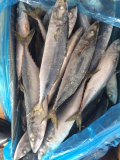 HGT mackerel chub mackerel  scomber japonicus FAO 61