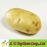 Fresh Potato-2011 Chinese Fresh potato