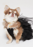 Tutu dress for pets