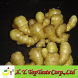 Fresh Ginger-2011 Chinese Fres Ginger Best quality of ginger,spicy ginger, fresh chinese ginger