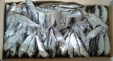 Dried big eyes herring fish