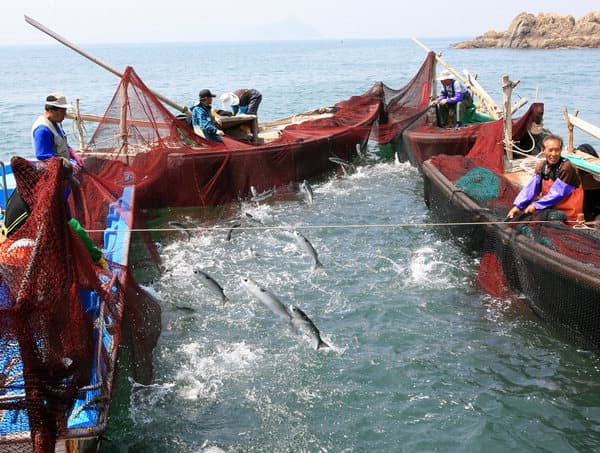 fishing net ( Purse seine net , fish farm net, trawl net)