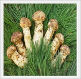 Songi Beoseot - Matsutake