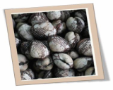 live cockles
