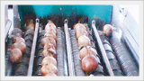 Onion Sorting System