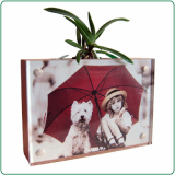 Wooden Photo Frame with A Seedling