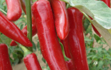 frozen red chilli/pepper