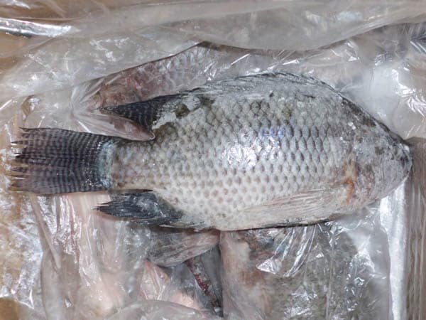 Frozen Black Tilapia Fish Whole Round(Oreochromis Niloticus) | tradekorea