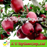2011 chinese huaniu apple,qinguan apple,red delicious 
