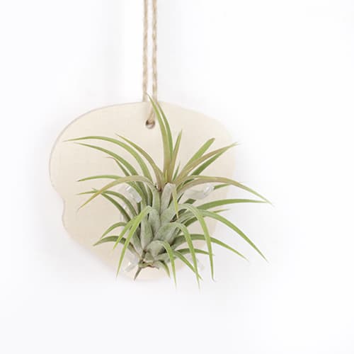 Wall Hanging Natural Wood Planter With Air Plants Tillandsia