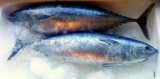 Auxis Thazard FAO 61 frozen bullet tuna(bonito)  frigate tuna
