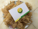 Dried Eucheuma Cottonii Seaweed_Dried sea moss cheap price from Vietnam_Irish moss for export