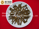 coptis chinensis from Chinese largest GAP base