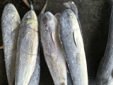 Mahi Mahi coryphaena hippurus skype tzjudy frozen seafood