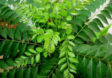 Aromatic Curry Leaves (Murraya koenigii)