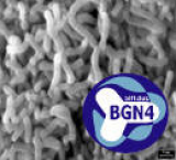 Bifidobacterium Bifidum BGN4 