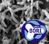 Bifidobacterium Longum BORI 