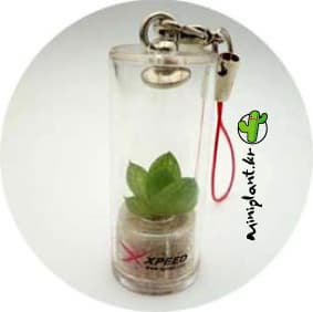 Mini Plant Keychain