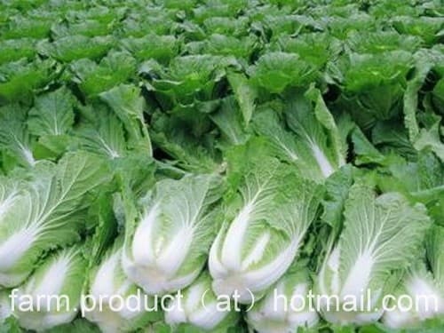 Chinese Cabbage Images