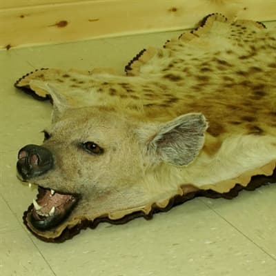 full hyena mounty