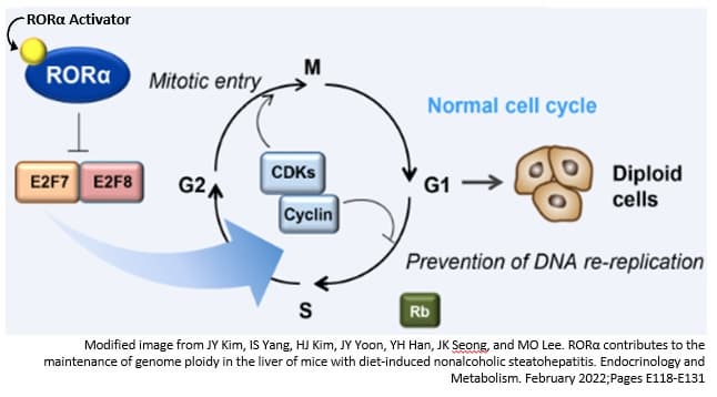 Novel small molecules as ROR_ activators for treating metabolic diseases and inflammation
