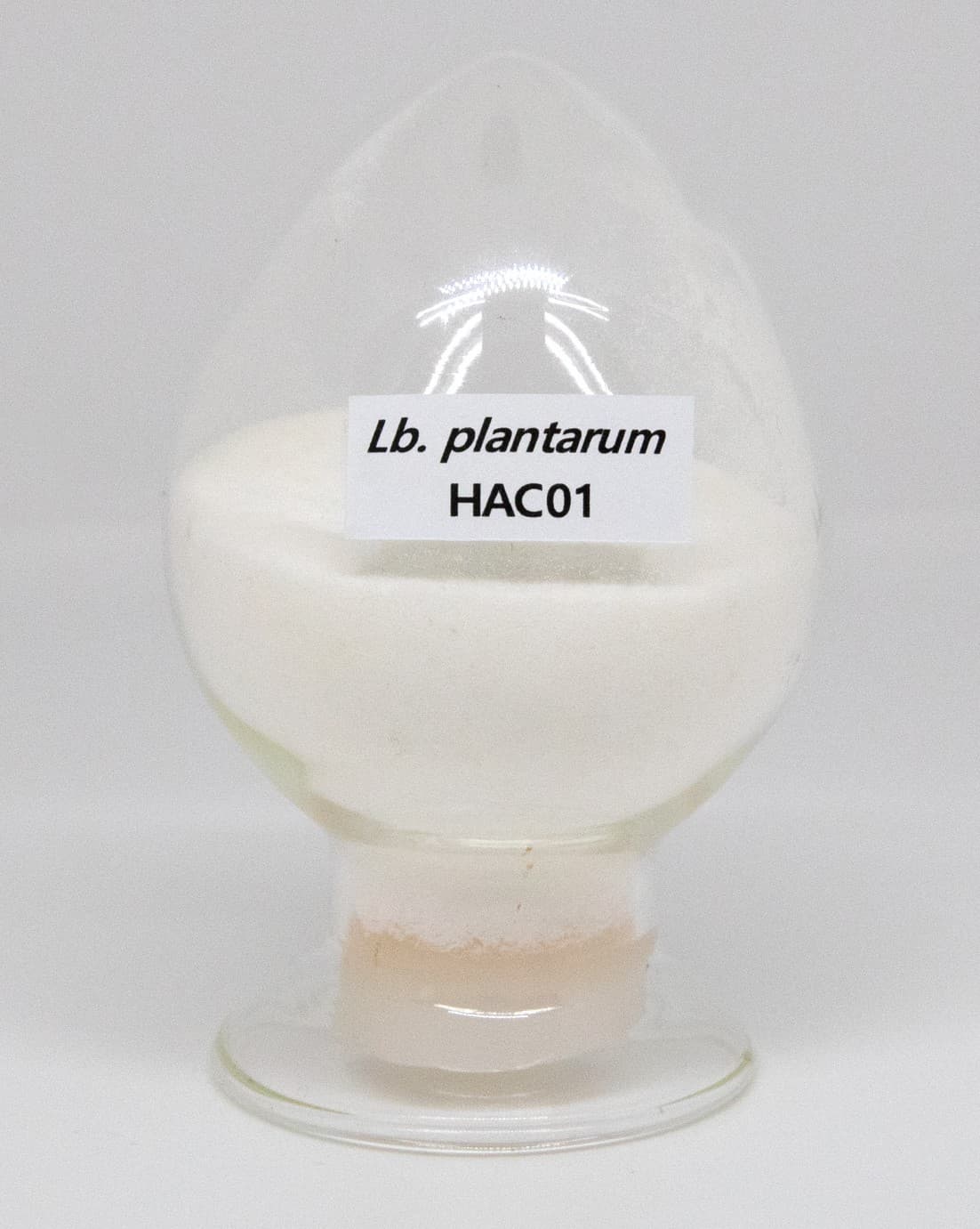 Lactobacillus plantarum HAC01