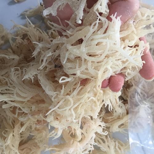 Dried Eucheuma Cottonii Seaweed_Dried seaweed from Vietnam_Irish moss for export