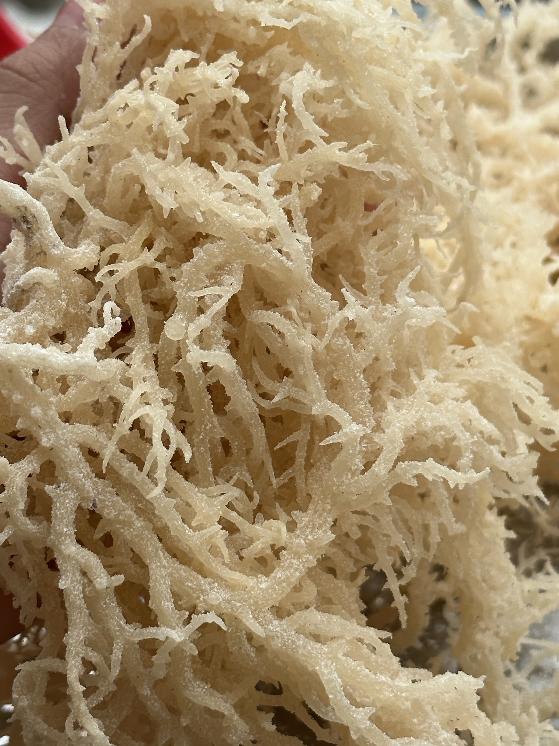 Dried sea moss eucheuma cottonii cheap price from Vietnam_Dried irish moss good price 2023