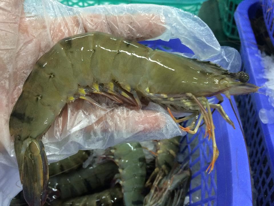 Shrimp, black tiger shrimp | tradekorea